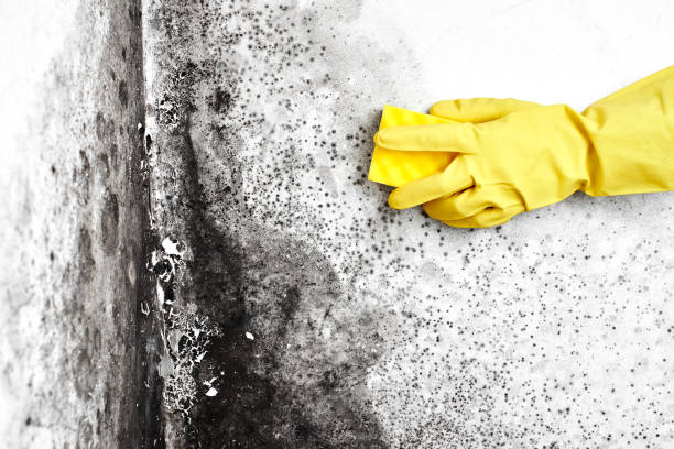 Best Certified Mold Removal  in Hamtramck, MI