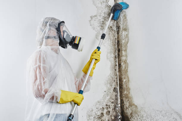 Best Professional Mold Removal  in Hamtramck, MI