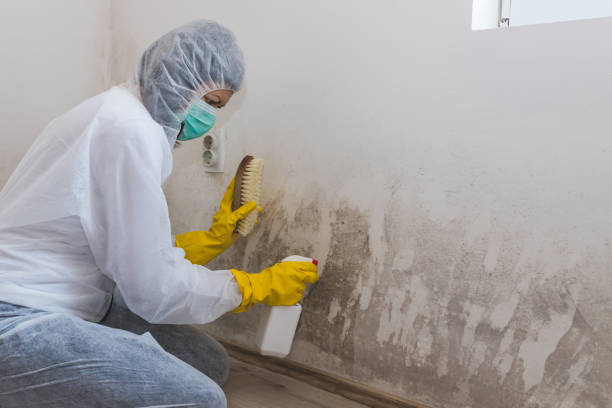 Best Professional Mold Removal  in Hamtramck, MI