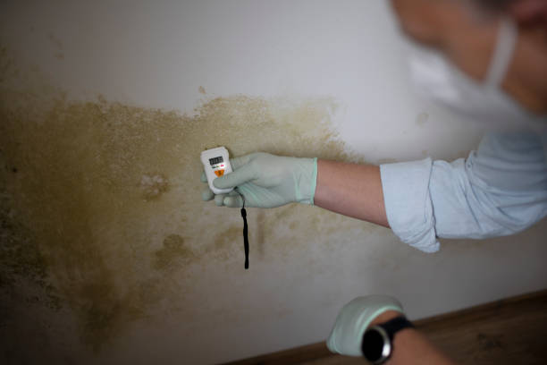 Best Black Mold Removal  in Hamtramck, MI