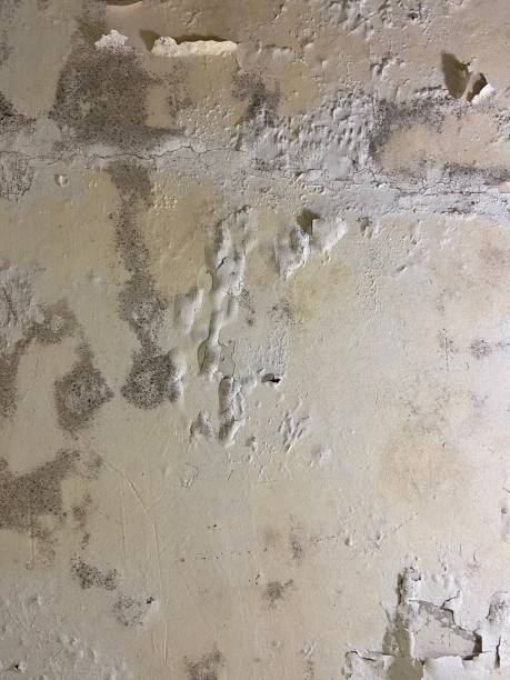 Certified Mold Removal in Hamtramck, MI
