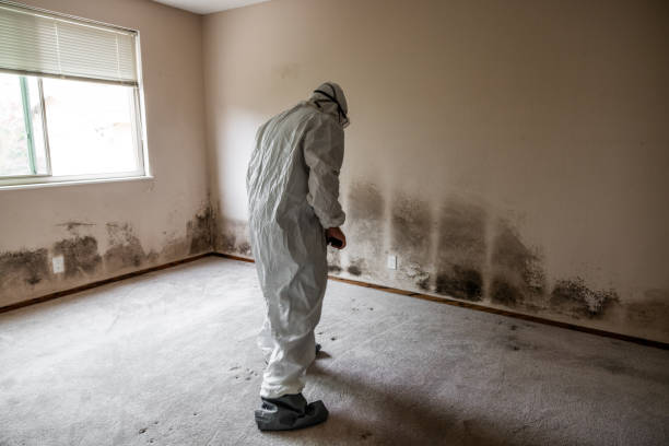 Best Mold Testing  in Hamtramck, MI
