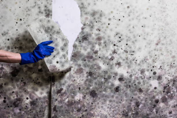 Best Office Mold Removal Services  in Hamtramck, MI