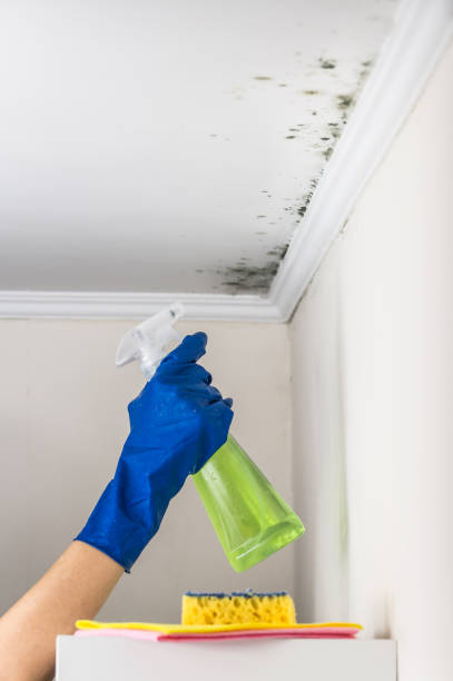 Attic Mold Removal in Hamtramck, MI