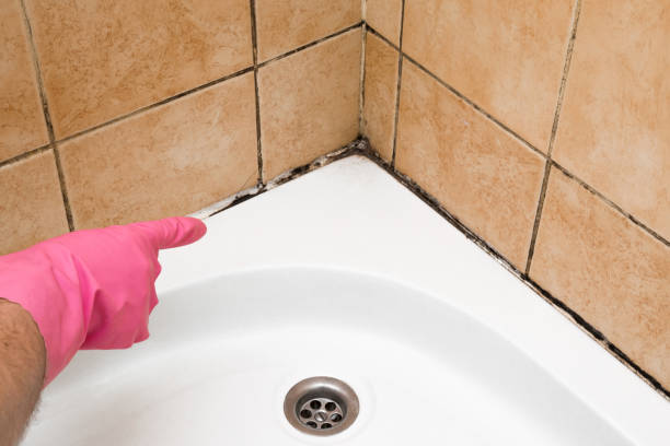 Best Certified Mold Removal  in Hamtramck, MI
